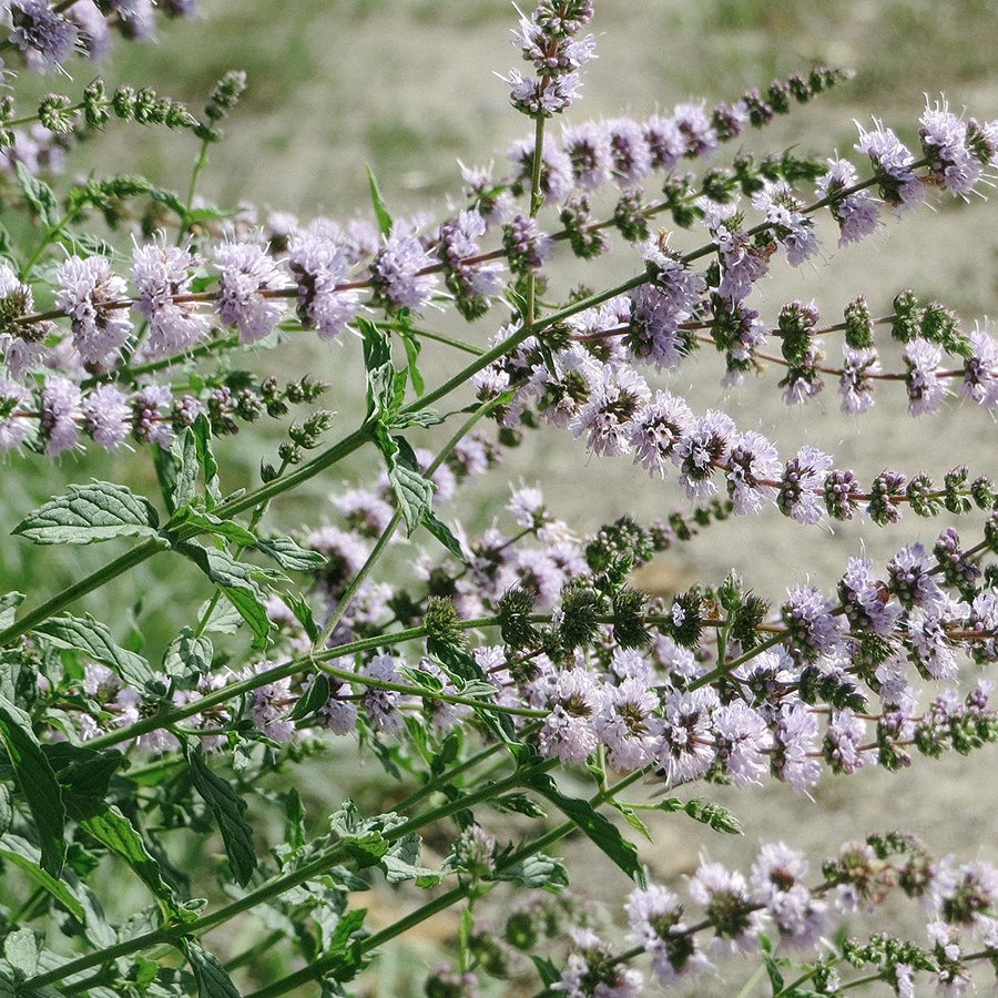 Les Bienfaits De L’huile Essentielle De Menthe Verte (mentha Spicata